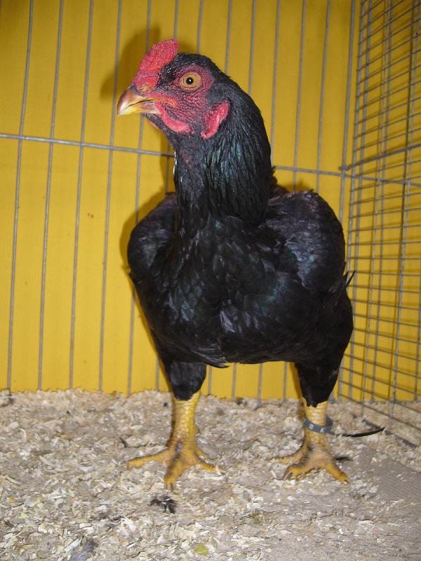 Hannover 2008 310.jpg - Indische Kämpfer fasanenbraun von Siegmar Fellenberg Preis V 97 BB